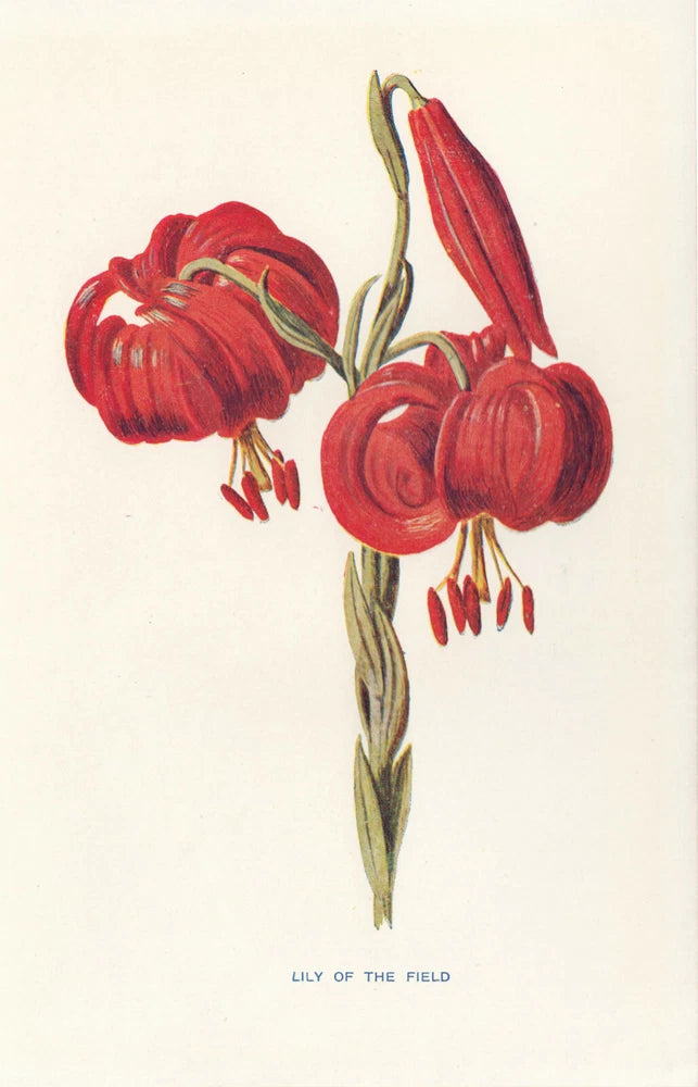 Antique botanical lily of the field flower print with red blossoms and green stems