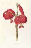 LILIES LILY OF THE FIELD FLOWER FLOWERS FLORAL ANTIQUE BOTANICAL PRINT by HULME Lily