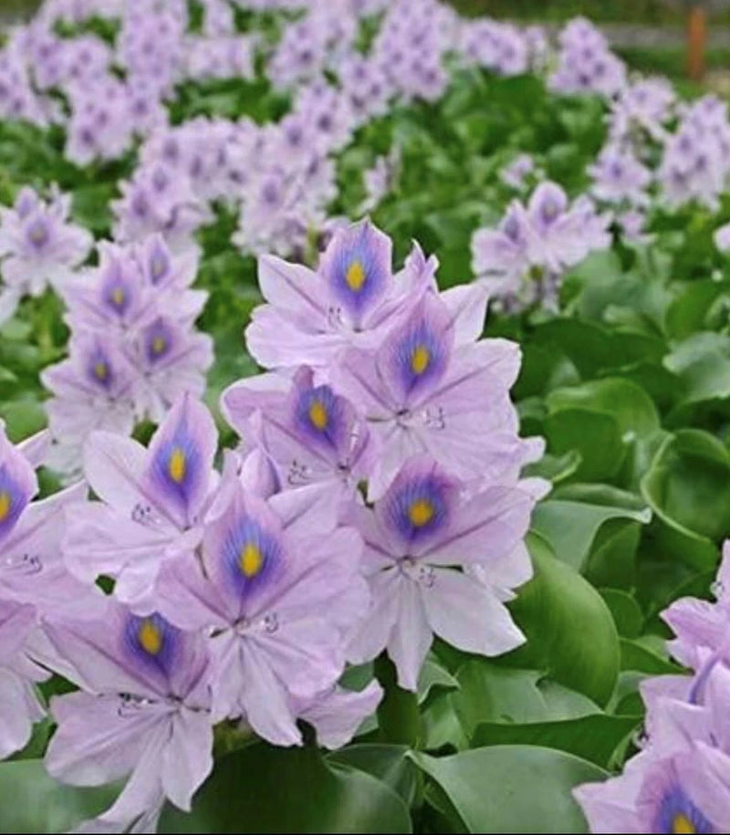 10 Robust Large Water Hyacinth Floating Pond Plants Arriving in 2-3 Days! Green Plant