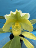 Paphiopedilum Stone Lovely 'Clean Green' X Yosemite 'Green' White 5.5Ó Pt (IM25) Orchids