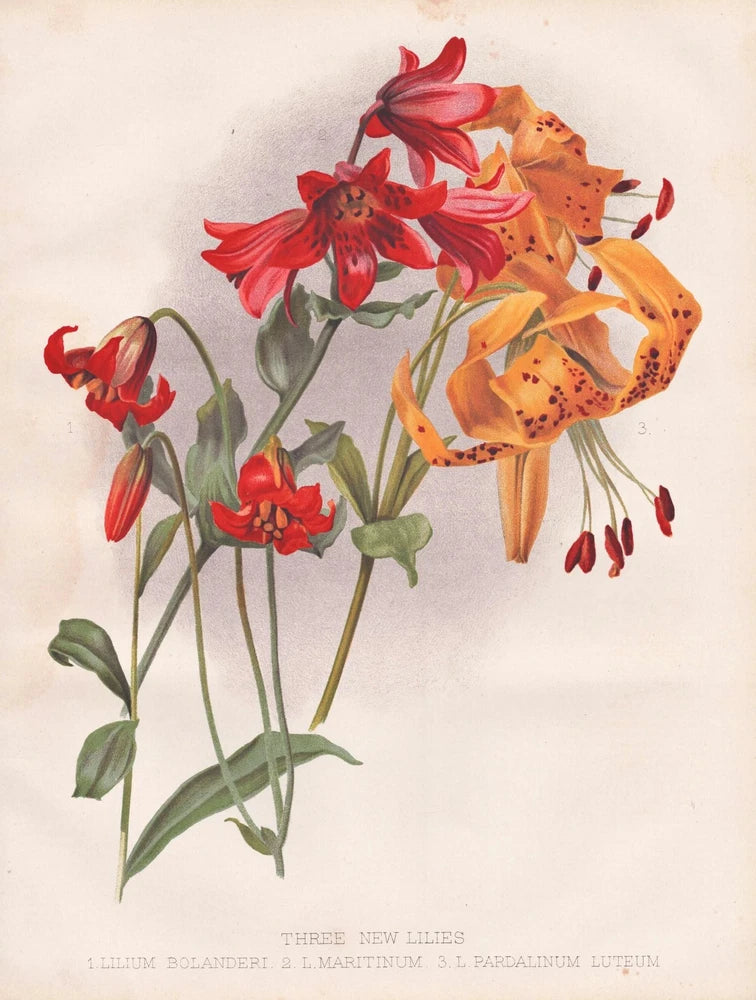 Lily Lilies Lilium Botany Flower Robinson Litho Lily