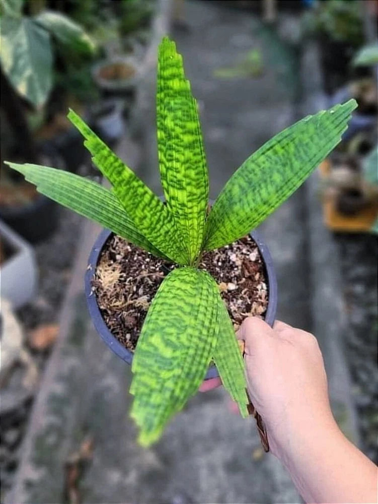 Green licuala palm plant in blue pot with upright textured leaves, held by hand