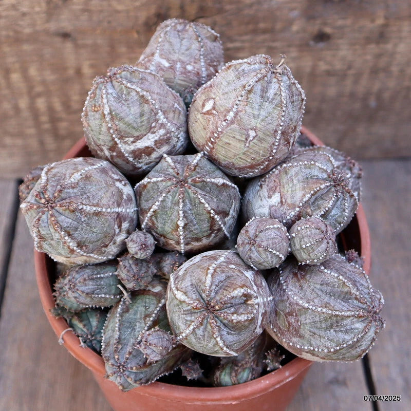 D2229 EUPHORBIA PSEUDOGLOBOSA COMPACT pot17-H15-W21 cm MaMa Cactus Green Plant