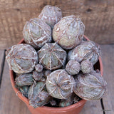 D2229 EUPHORBIA PSEUDOGLOBOSA COMPACT pot17-H15-W21 cm MaMa Cactus Green Plant