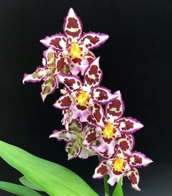 Lavender orchid flowers with burgundy spots and yellow centers on green leaves