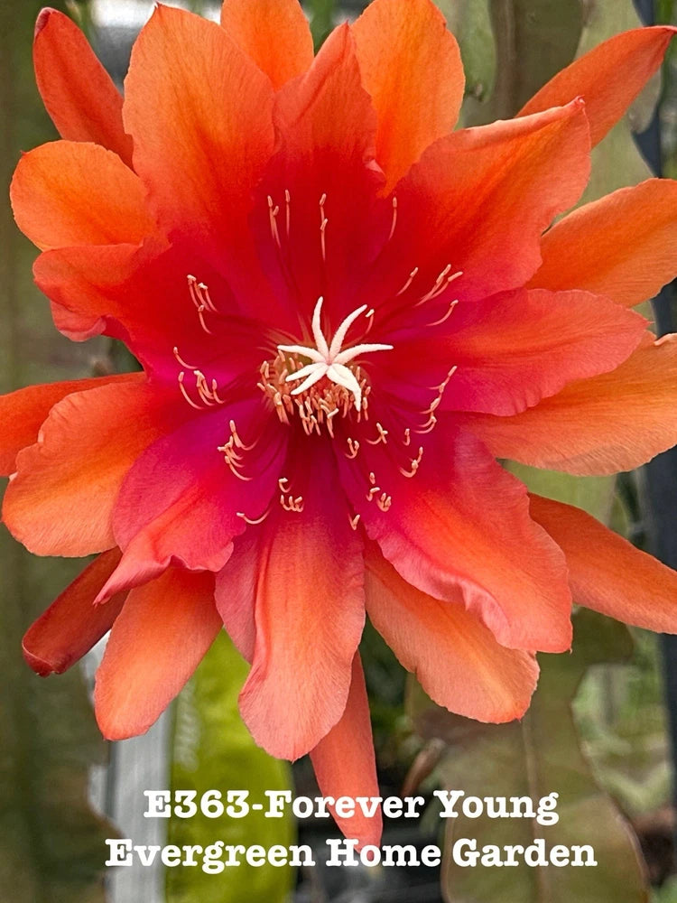 Orange epiphyllum orchid cactus flower with pink-red center and white stamens