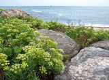 40 SEA FENNEL Rock Samphire Crithmum Maritimum Herb Edible Vegetable Flower Seed Flowering Plants