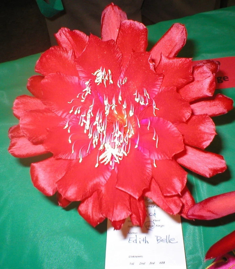Red orchid cactus flower with white stamens, variety Edith Belle