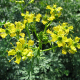 Rue Seeds (Ruta graveolens) ~Traditional Herb Perennial Pollinator Garden Garden Plants