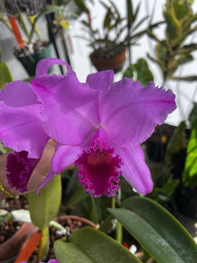 Purple Cattleya orchid flower with ruffled petals and green leaves