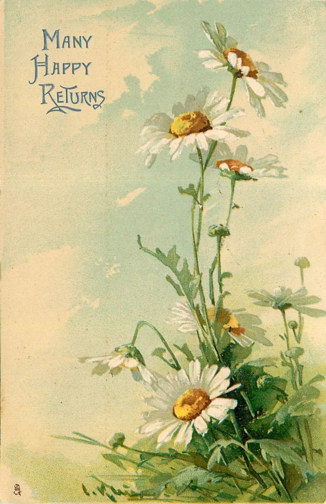 C. Klein, Daisies, MANY HAPPY RETURNS, Flower studies, Tuck 1310 Daisies