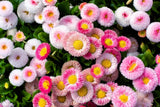 100 STRAWBERRIES & CREAM ENGLISH DAISY Bellis Perennis Flower Seeds *Comb S/H Flowering Plants
