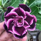 15+ "Twilight Bloom" Adenium obesum Ð Double White & Purple Desert Rose Seeds Flowering Plants