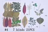 21PCS Real Pressed Dry leaves collection, different leaves as picture FCD502 #4 Dried Flower