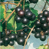 Vitis - 'Southern Home' - Muscadine Hybrid Grape Garden Plants