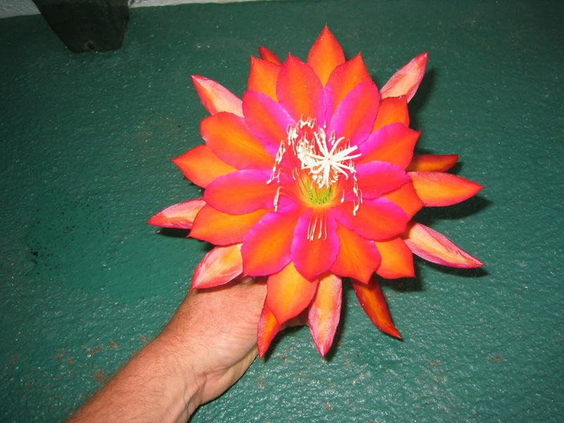 Orchid cactus flower with vivid orange and pink petals held in a hand