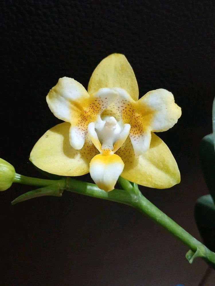 Yellow and white orchid flower with dotted center on green stem