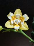 BEAUTIFUL PELORIC PHALAENOPSIS NORMAN'S YELLOW BATMAN ORCHID HYBRID NOT IN SPIKE Orchids