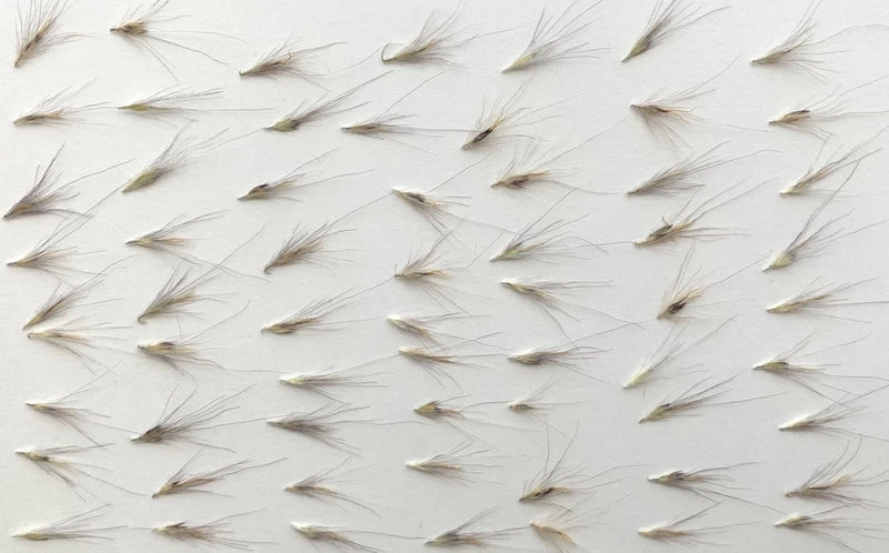 63 pc natural pressed grass for greeting cards mixed art/crafts candles resin US Dried Flower