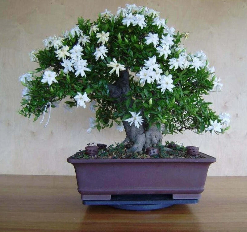 25 White Jasmine Bonsai Tree Seeds Vibrant White Flowers Flowering Plants