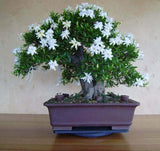 25 White Jasmine Bonsai Tree Seeds Vibrant White Flowers Flowering Plants