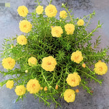 100 YELLOW PORTULACA Grandiflora / MOSS ROSE Gold Flower Seeds *Comb S/H Flowering Plants