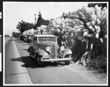 Automobile Parked On Ventura Street Next To Pampas Grass In Ventur - Old Photo Pampas Grass