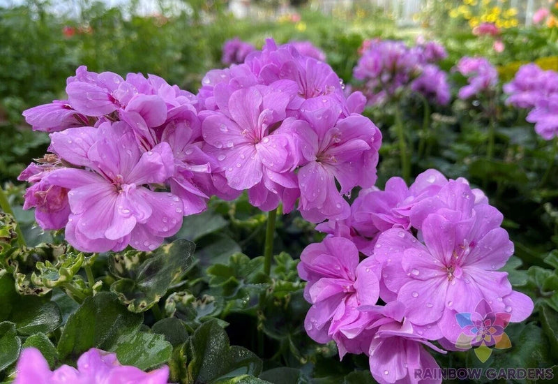 25+ Precision Dark Lavender Ivy Leaf Geranium Seeds for Garden - FREE SHIPPING! Garden Plants