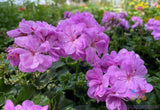 25+ Precision Dark Lavender Ivy Leaf Geranium Seeds for Garden - FREE SHIPPING! Garden Plants