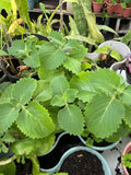 Cuban Oregano (ORGANIC) Well Rooted plant (1x 6-8 Inches) Green Plant