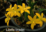 Orchid live Imported  rupicola Species  Laelia bradei - bare root Orchids