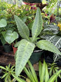 Kalanchoe gastonis-bonnieri Donkey Ear Succulent Mad Happenings Madagascar Plant Orchids