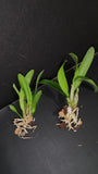 Myc Que Linda (Schom albopurpurea 'FLSO' X L purpurata v Delicata) NBS Division Orchids