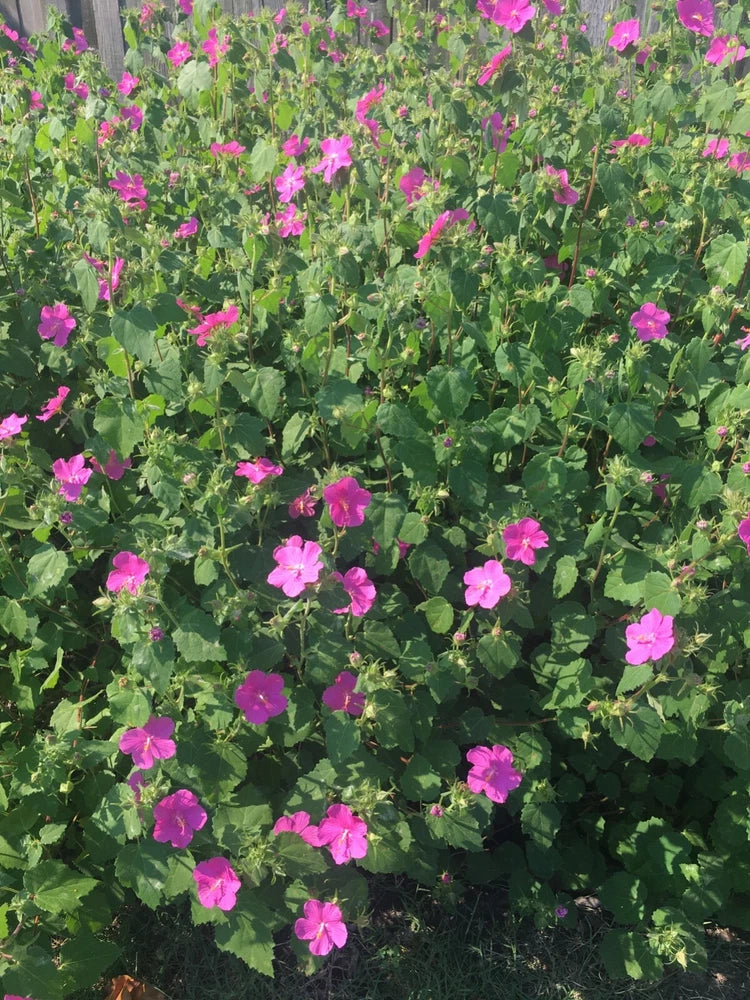 75 Rock Rose Pavonia Seeds Pavonia lasiopetala ÊEXTRA Seeds Included Flowering Plants
