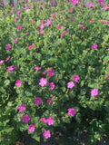 75 Rock Rose Pavonia Seeds Pavonia lasiopetala ÊEXTRA Seeds Included Flowering Plants