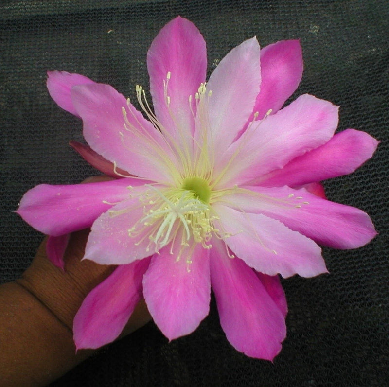 Pink orchid cactus flower with pale yellow center and long stamens