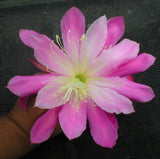 Epiphyllum, Orchid Cactus, " SPRINGBOK ", Don's Quart pots APRIL/1 Orchids
