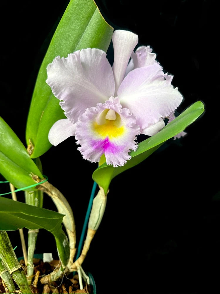 White and lavender Cattleya orchid with yellow center, green leaves and stems in pot