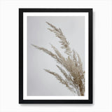 Soft Natural Pampas Grass Art Print Framed Wall Art Poster Canvas Print Picture Pampas Grass