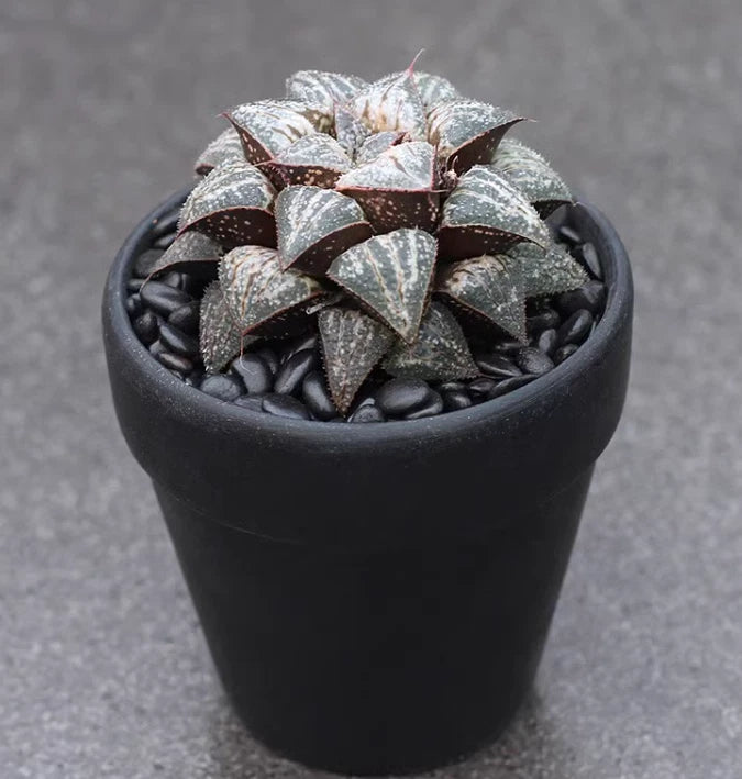 3PCS Succulent cactus Haworthia Splendens ÒYuki KeshikiÓ Garden DŽcor Boutique Garden Plants