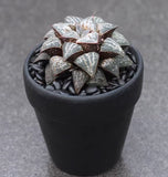 3PCS Succulent cactus Haworthia Splendens ÒYuki KeshikiÓ Garden DŽcor Boutique Garden Plants