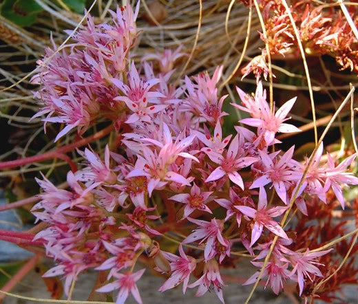 SEDUM PURPLE CARPET STONECROP Sedum Spurium Coccineum - 500 Bulk Seeds Garden Plants