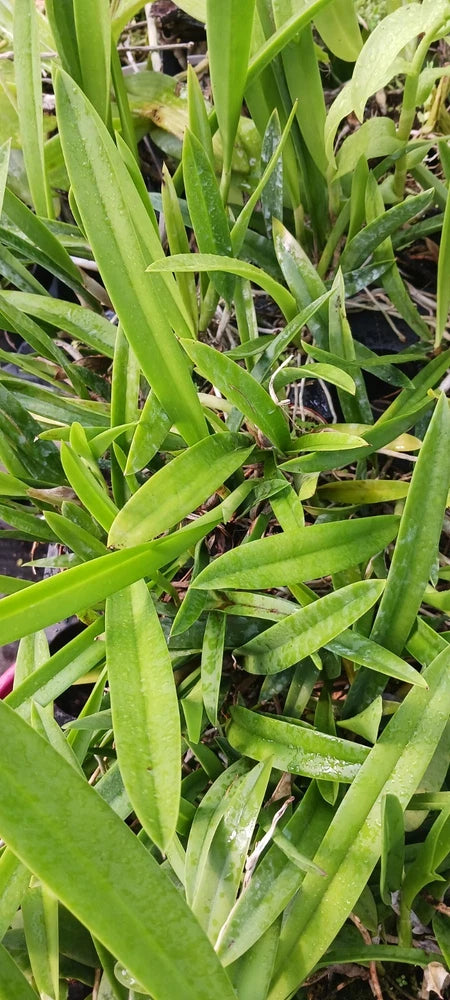 Orchid Wholesale price 6 pack Cattleya Brassavola Mad Happenings Special Plants Orchids