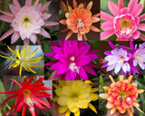 6) Mystery Epiphyllum Orchid Cactus Cuttings, Mixed colors, Assorted - No Names Orchids