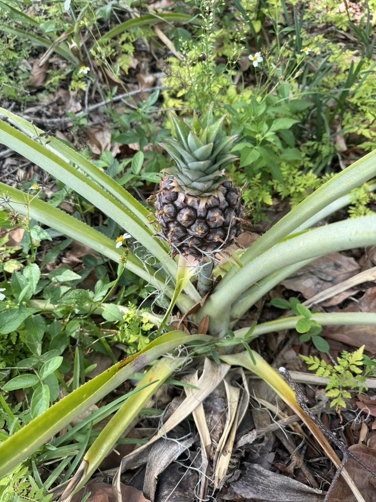 Pineapple plant with spiky green leaves and developing pineapple fruit at center