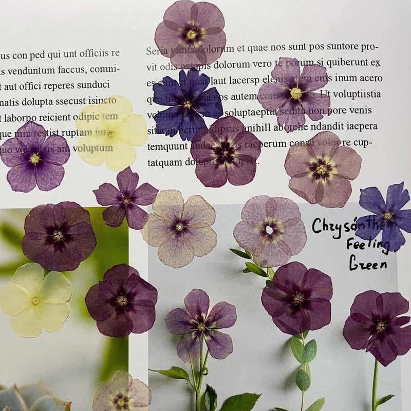 Dried Pressed Flowers,phlox pressed Flower Mixe Flat Flowers,dry flower 8PCS Dried Flower
