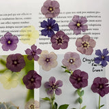 Dried Pressed Flowers,phlox pressed Flower Mixe Flat Flowers,dry flower 8PCS Dried Flower