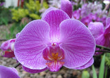 Orchid Seeds (Phalaenopsis amabilis) 5 seeds "Guaranteed Fresh" Orchids