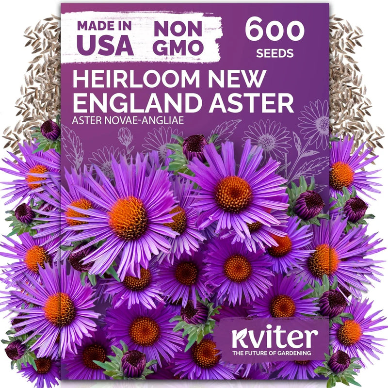 New England Aster Seeds for Planting Purple Flower 600 Pcs Garden Plants