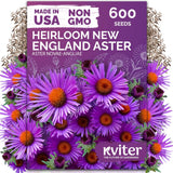 New England Aster Seeds for Planting Purple Flower 600 Pcs Garden Plants